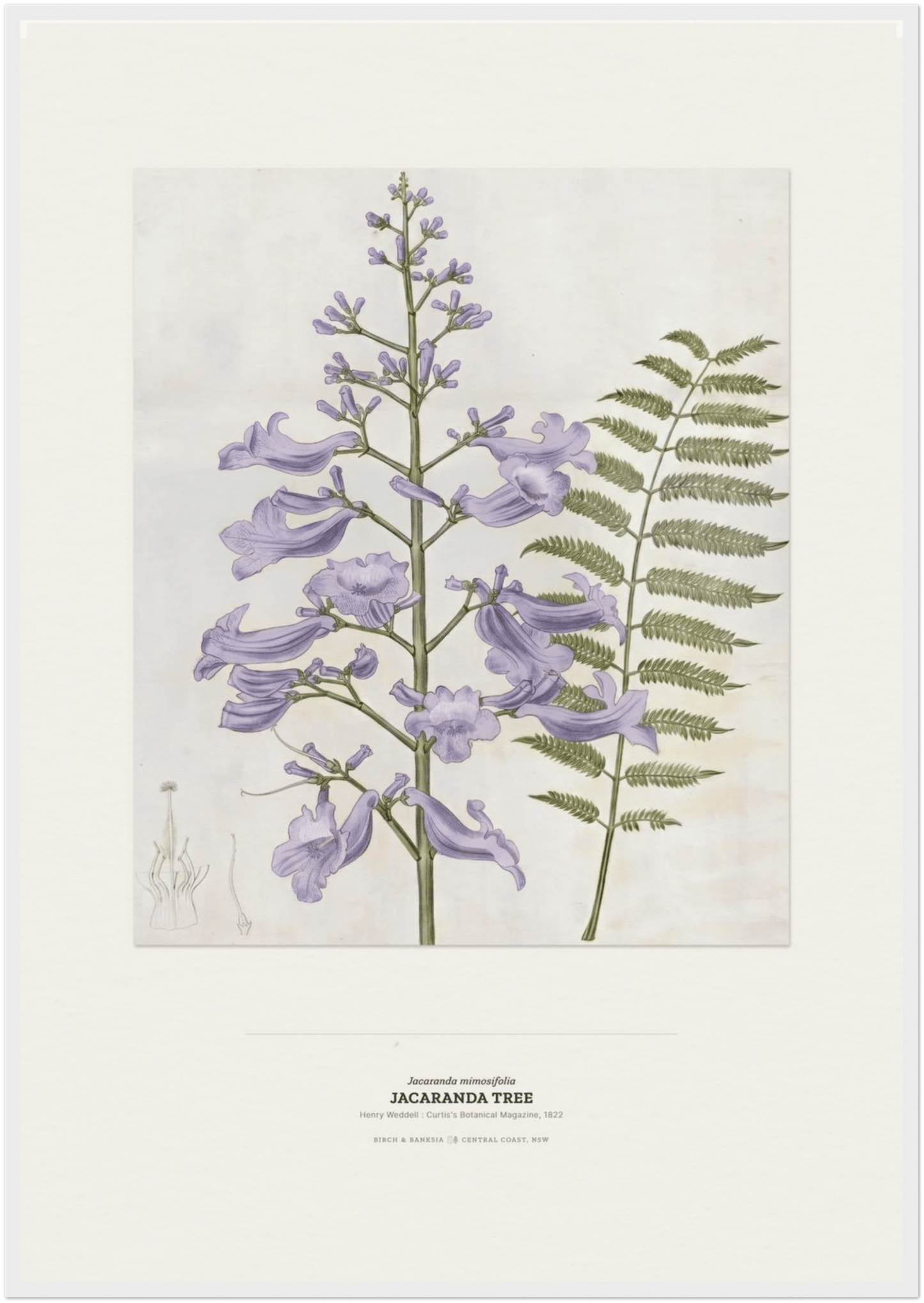 Jacaranda Tree Botanical Art Print - Birch & Banksia