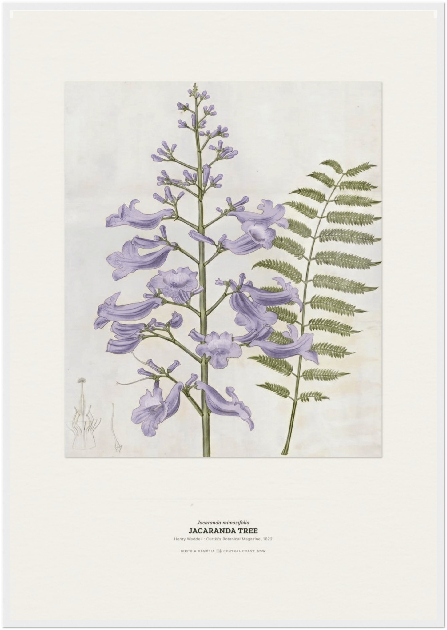 Jacaranda Tree Botanical Art Print - Birch & Banksia