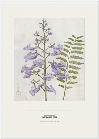Jacaranda Tree Botanical Art Print - Birch & Banksia