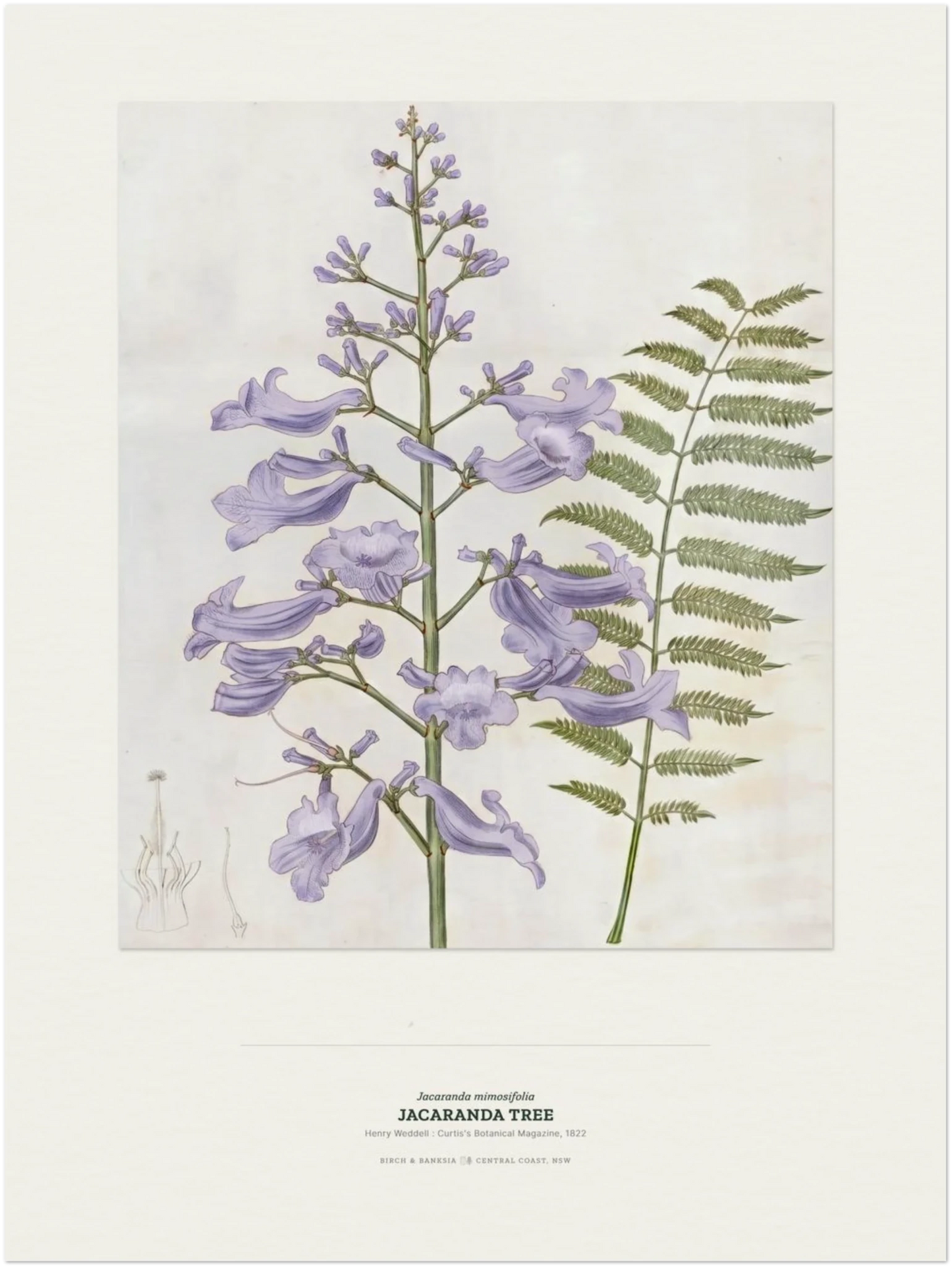 Jacaranda Tree Botanical Art Print - Birch & Banksia
