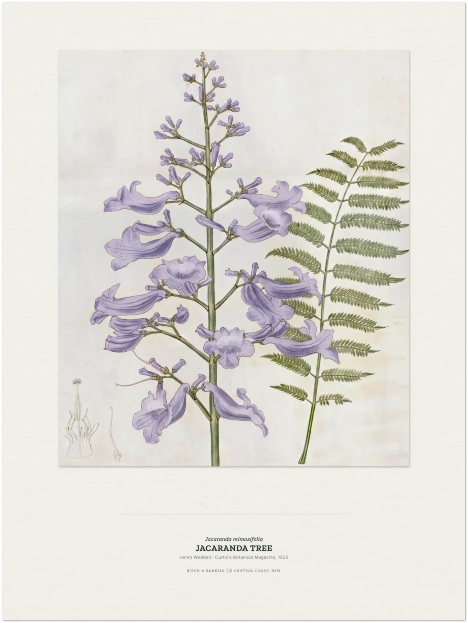Jacaranda Tree Botanical Art Print - Birch & Banksia