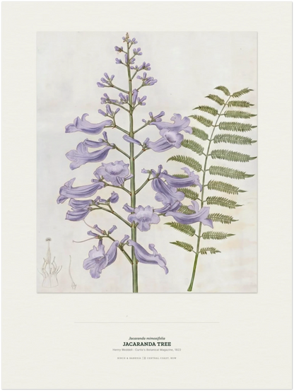 Jacaranda Tree Botanical Art Print - Birch & Banksia