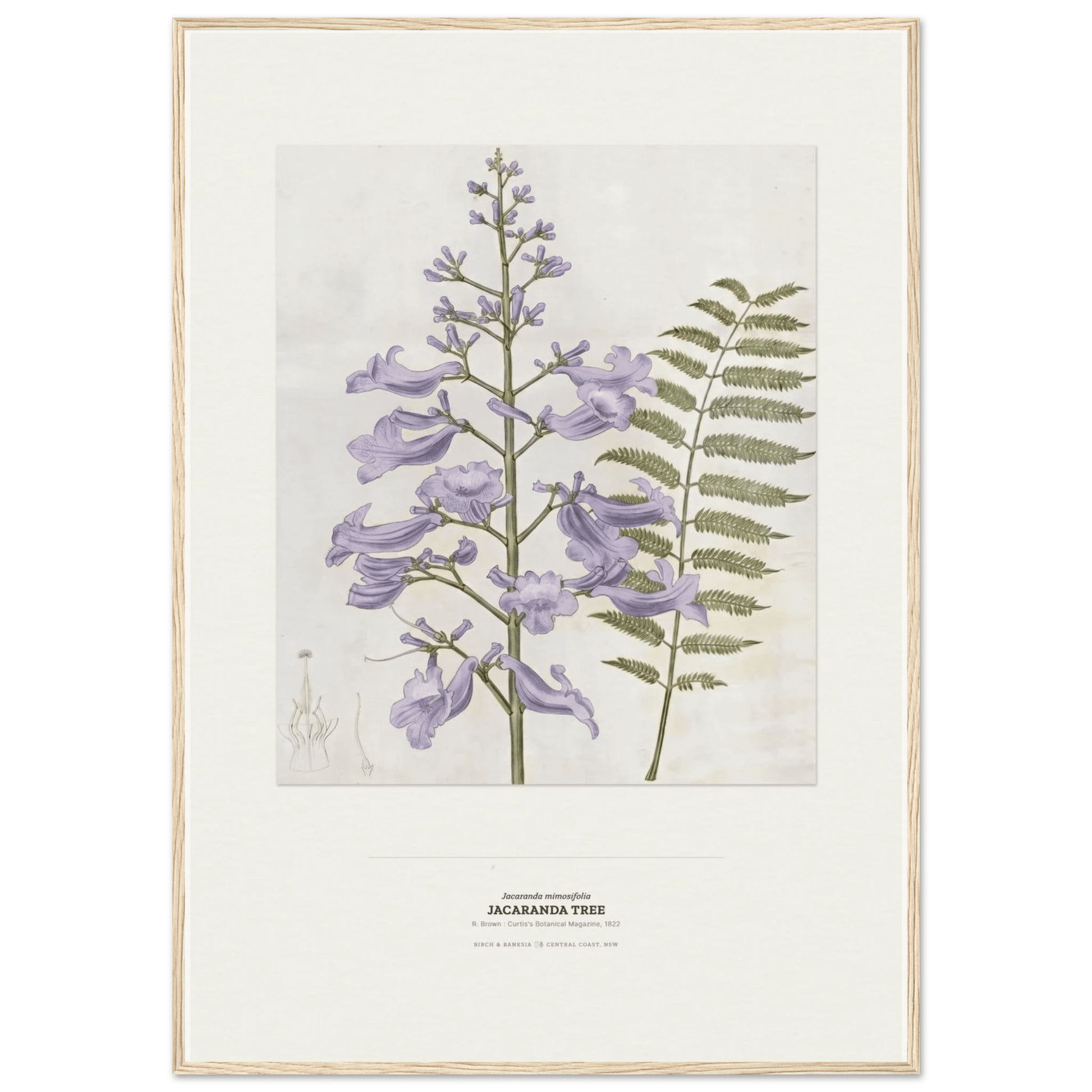Jacaranda Tree Botanical Art Print - Birch & Banksia