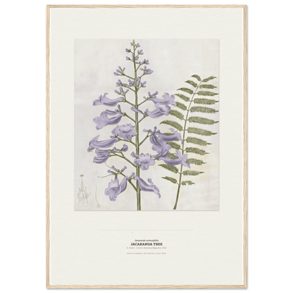 Jacaranda Tree Botanical Art Print - Birch & Banksia