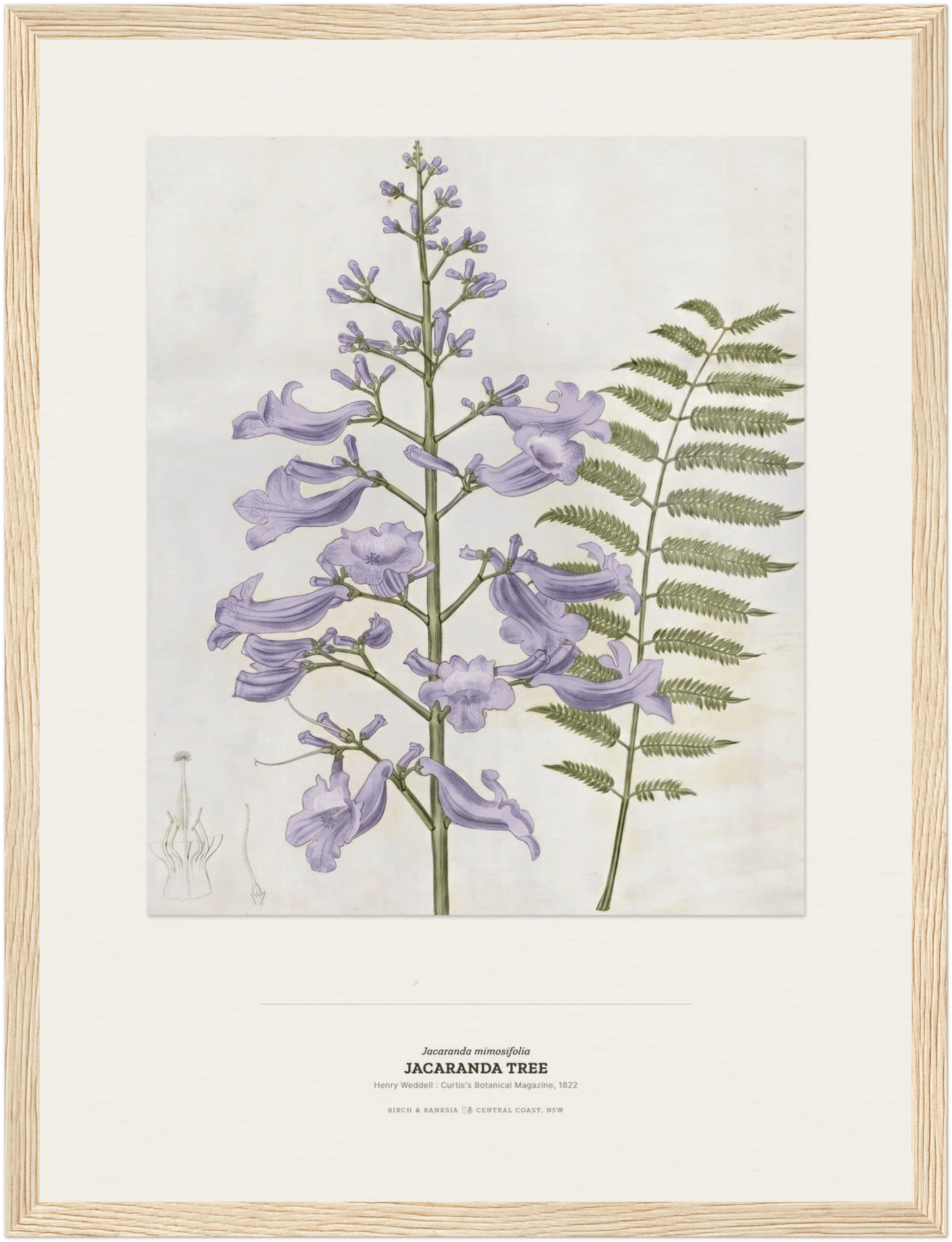 Jacaranda Tree Botanical Art Print - Birch & Banksia
