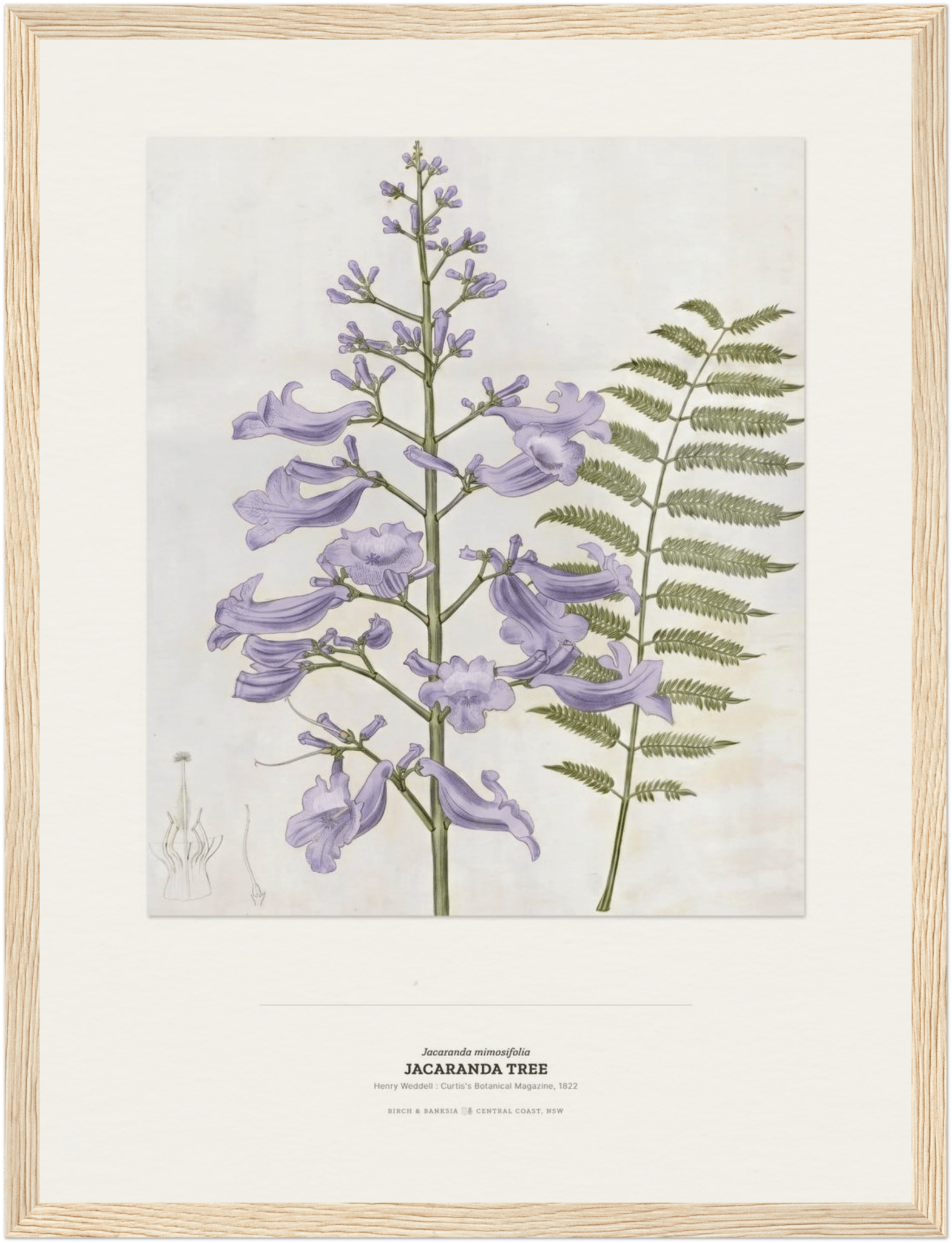 Jacaranda Tree Botanical Art Print - Birch & Banksia