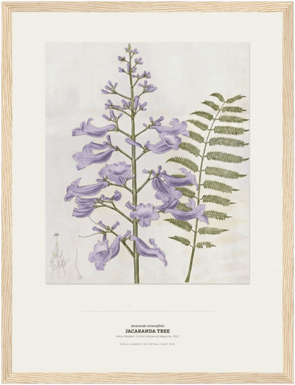 Jacaranda Tree Botanical Art Print - Birch & Banksia