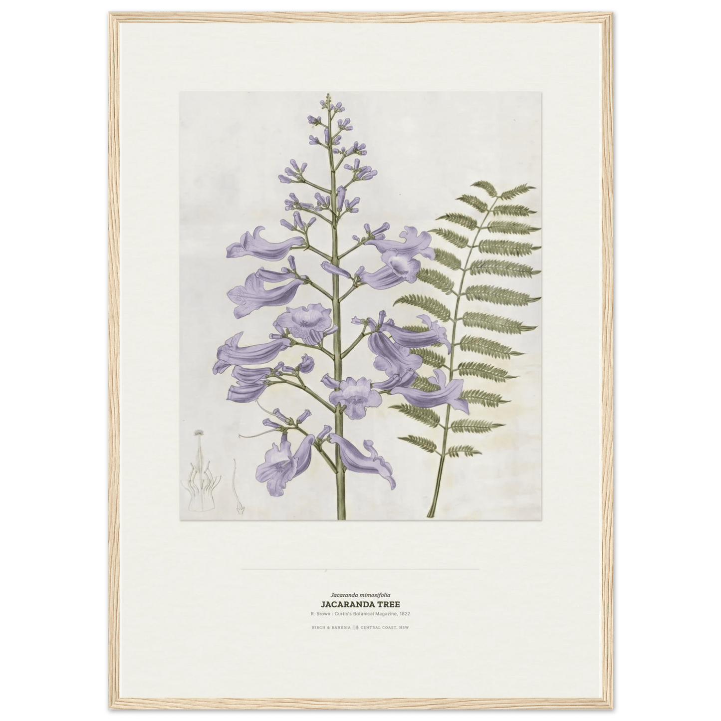 Jacaranda Tree Botanical Art Print - Birch & Banksia