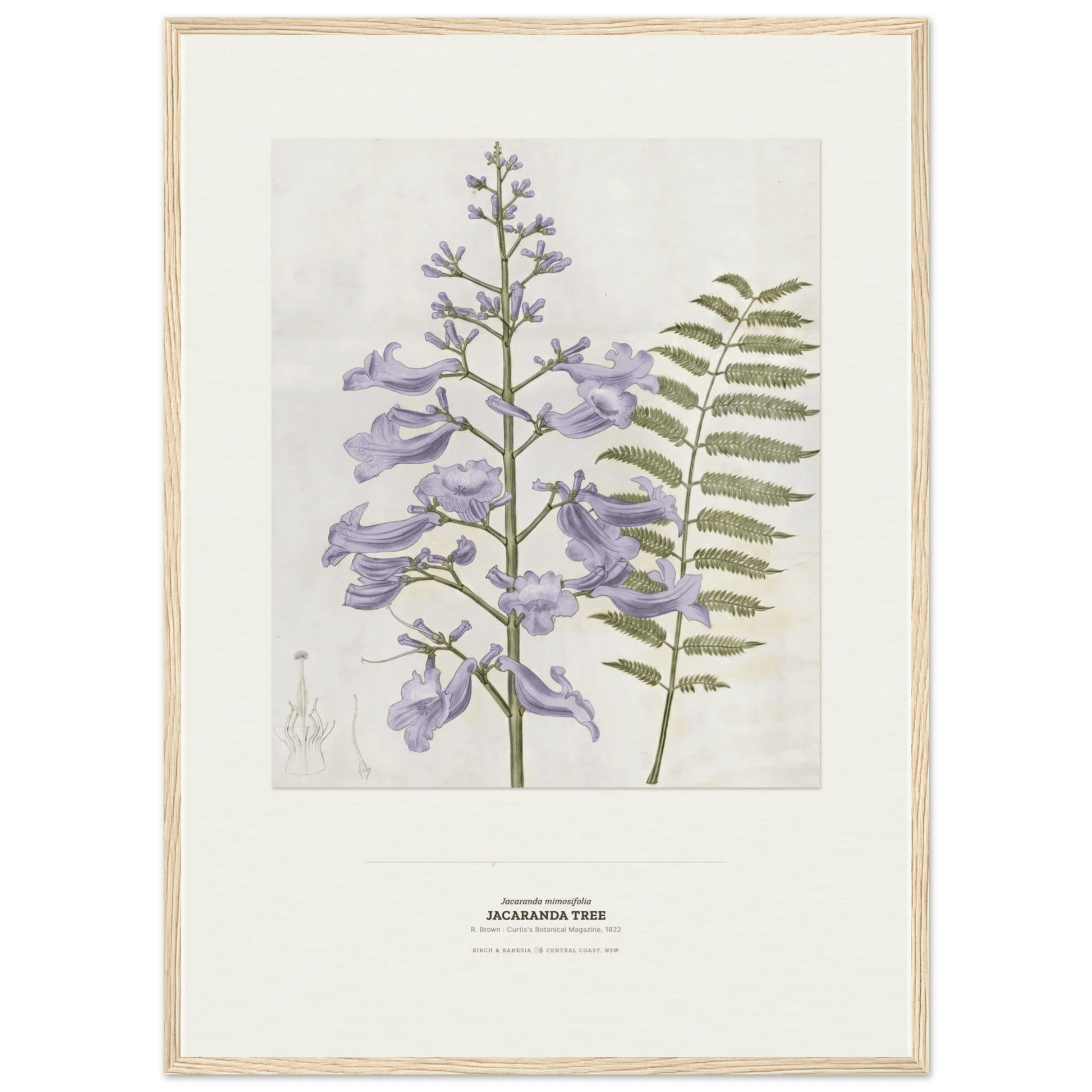 Jacaranda Tree Botanical Art Print - Birch & Banksia