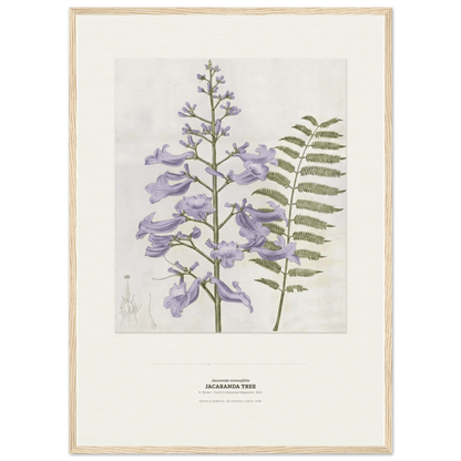 Jacaranda Tree Botanical Art Print - Birch & Banksia