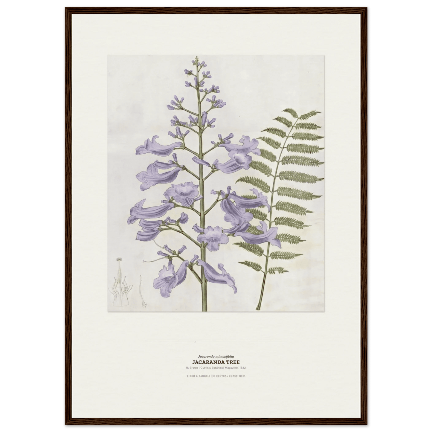 Jacaranda Tree Botanical Art Print - Birch & Banksia