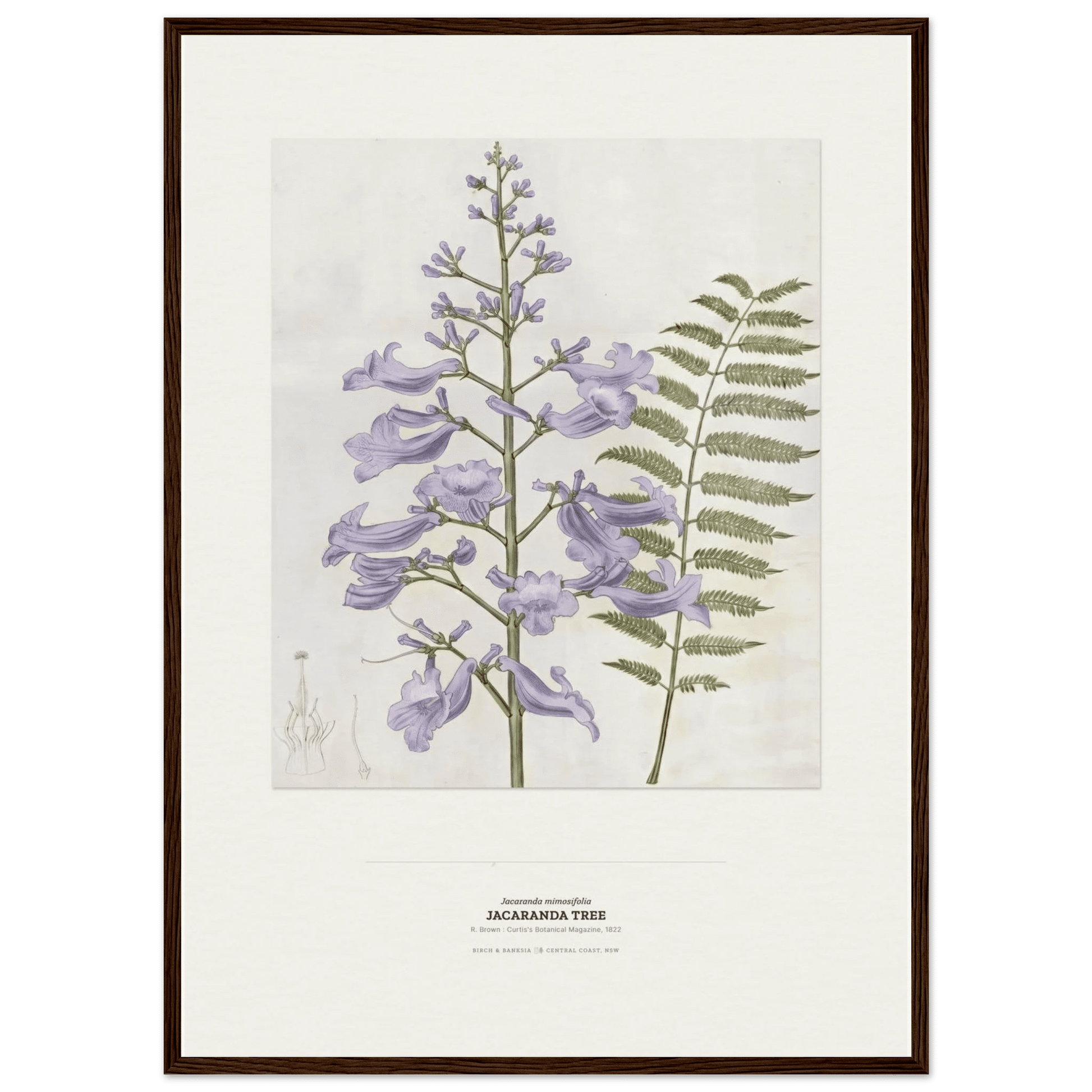 Jacaranda Tree Botanical Art Print - Birch & Banksia