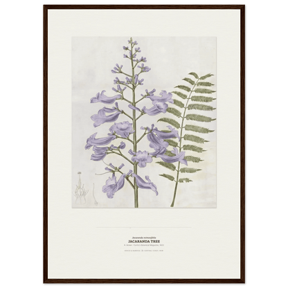 Jacaranda Tree Botanical Art Print - Birch & Banksia