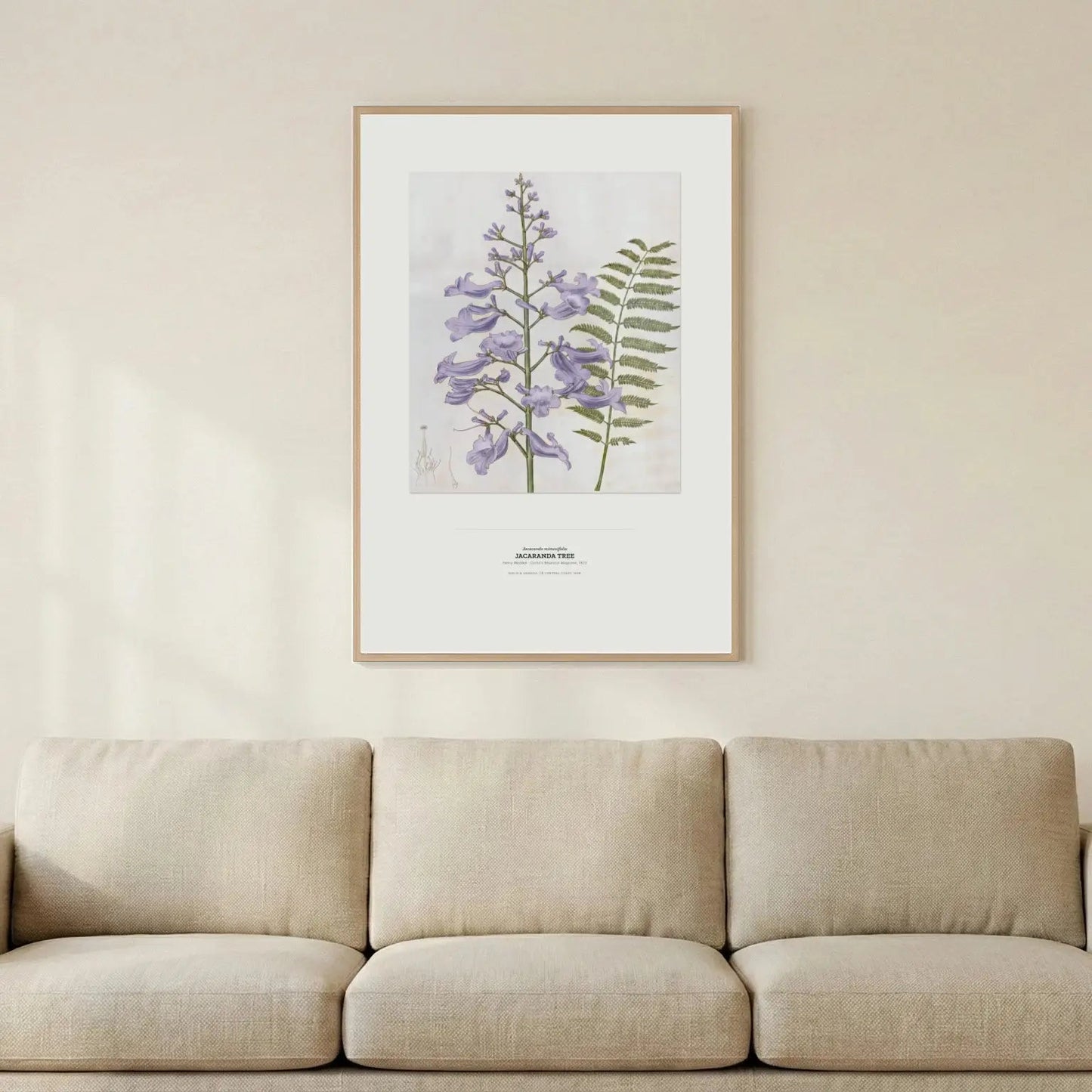 Jacaranda Tree Botanical Art Print - Birch & Banksia