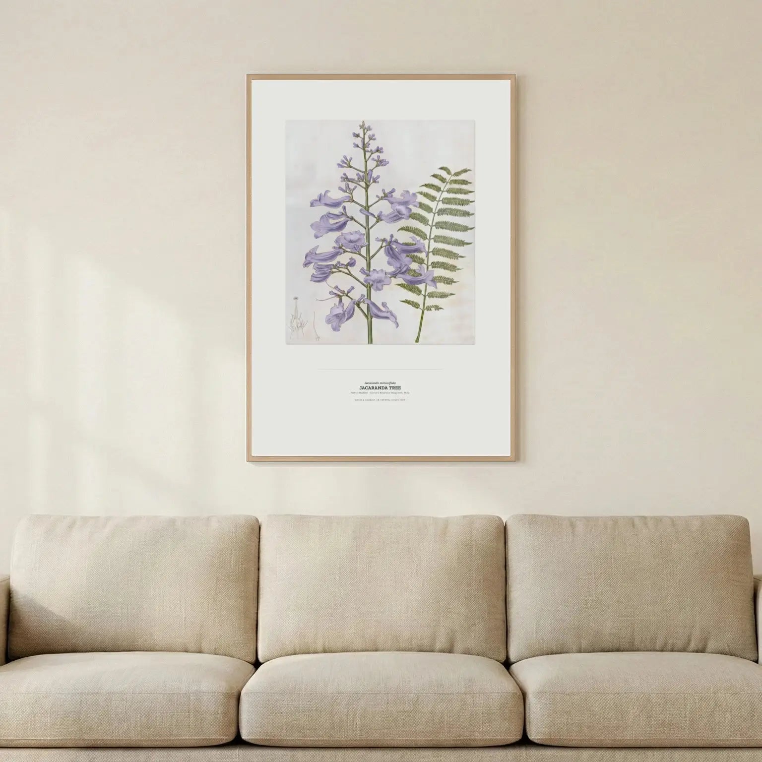 Jacaranda Tree Botanical Art Print - Birch & Banksia