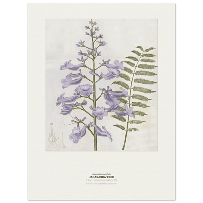 Jacaranda Tree Botanical Art Print - Birch & Banksia