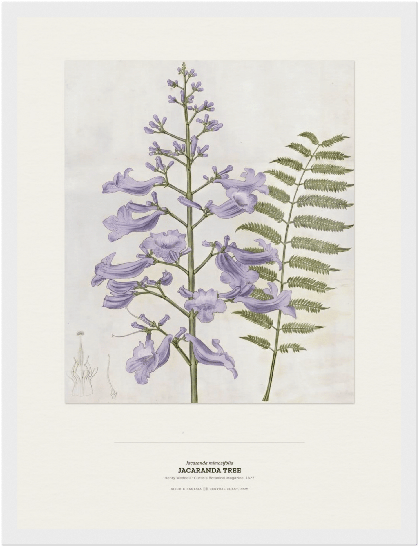 Jacaranda Tree Botanical Art Print - Birch & Banksia