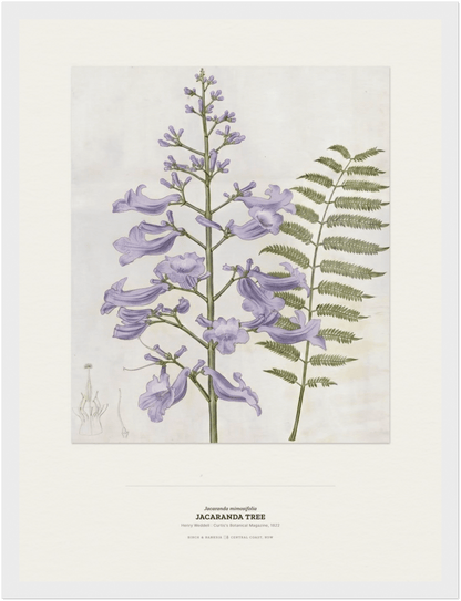 Jacaranda Tree Botanical Art Print - Birch & Banksia