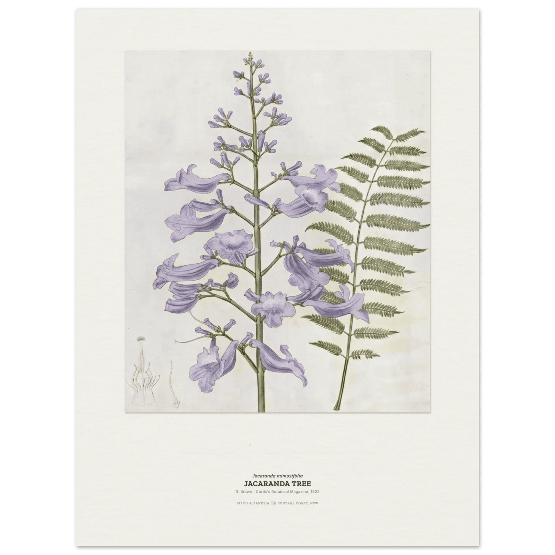 Jacaranda Tree Botanical Art Print - Birch & Banksia