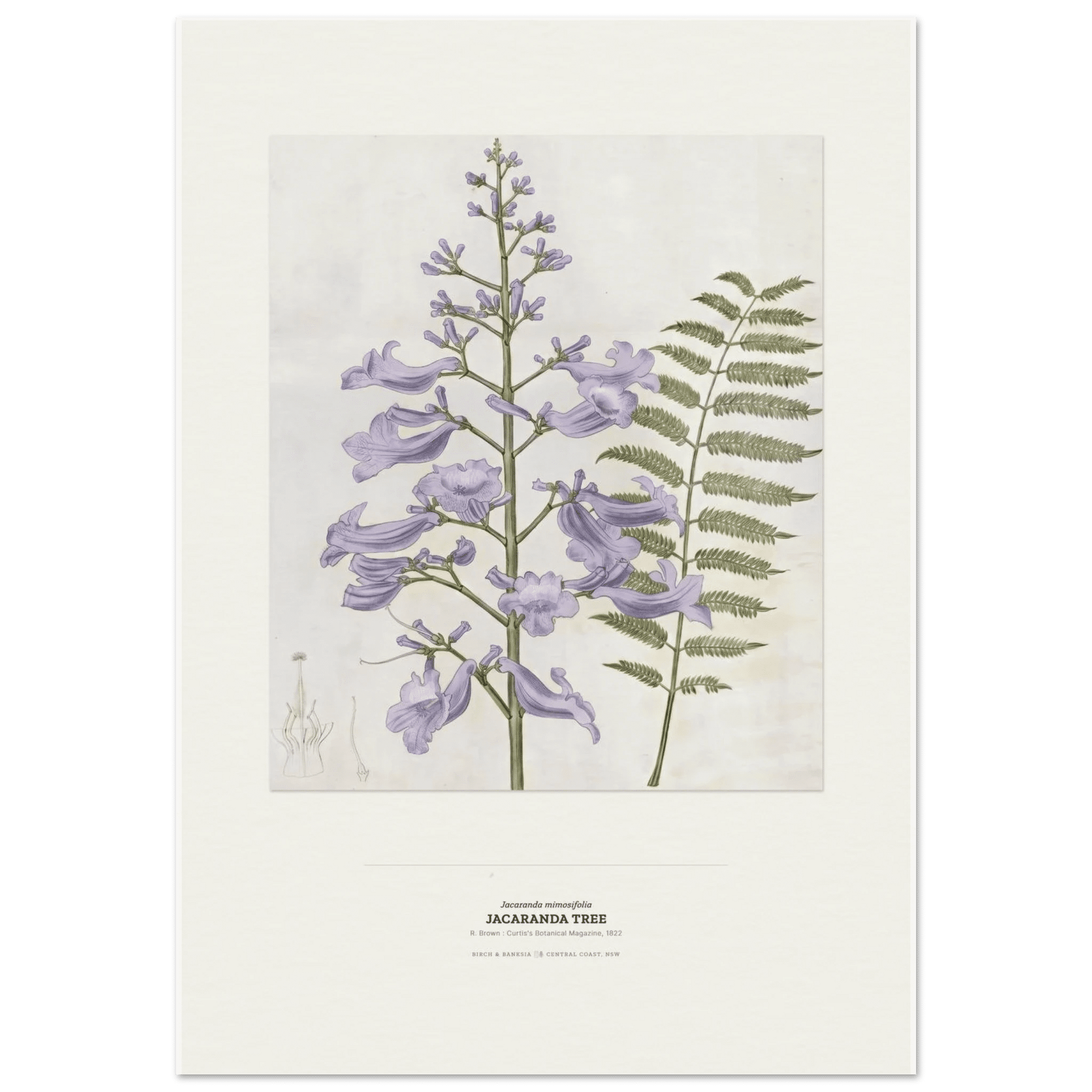 Jacaranda Tree Botanical Art Print - Birch & Banksia