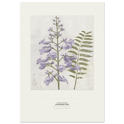 Jacaranda Tree Botanical Art Print - Birch & Banksia