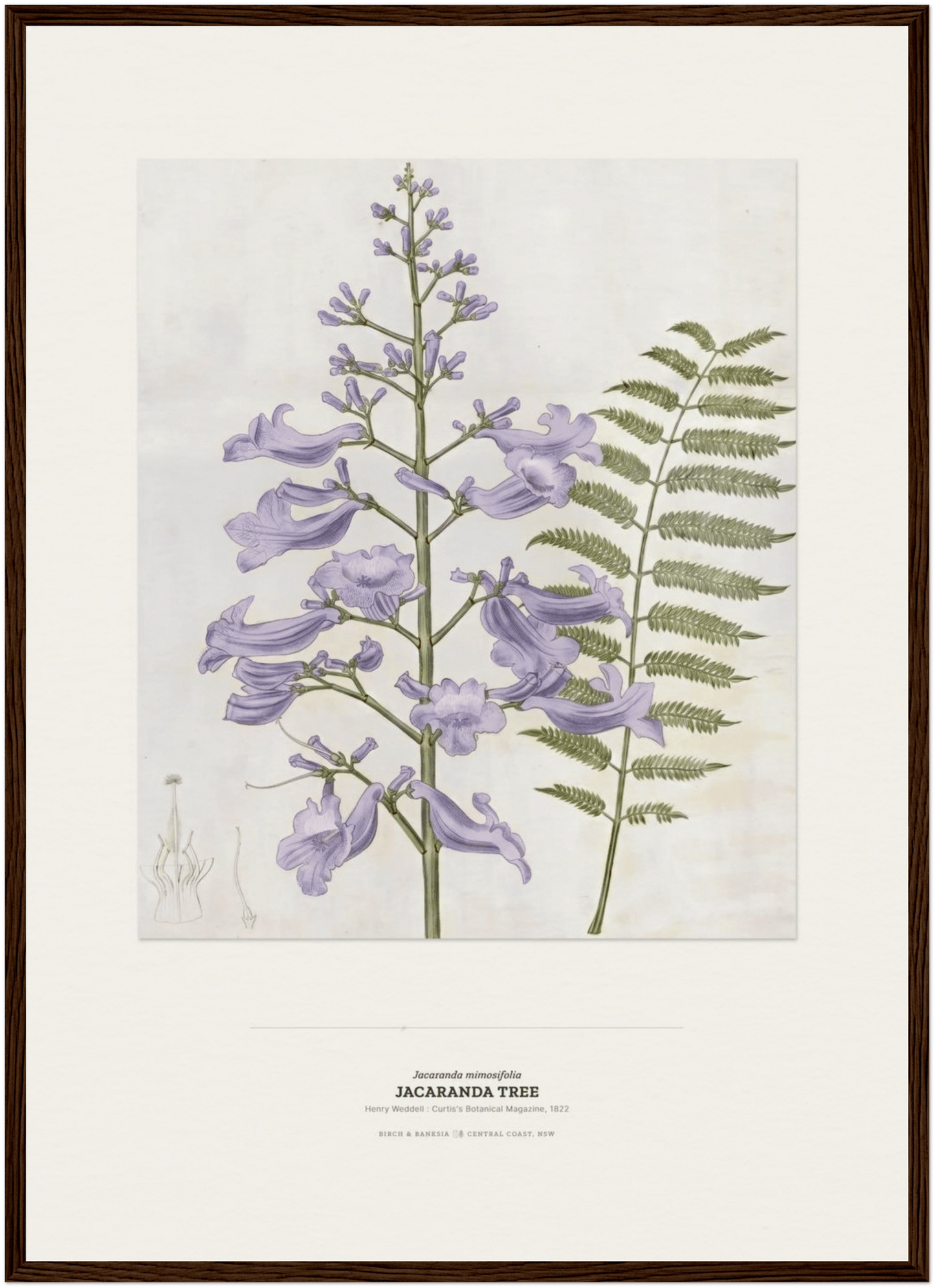 Jacaranda Tree Botanical Art Print - Birch & Banksia