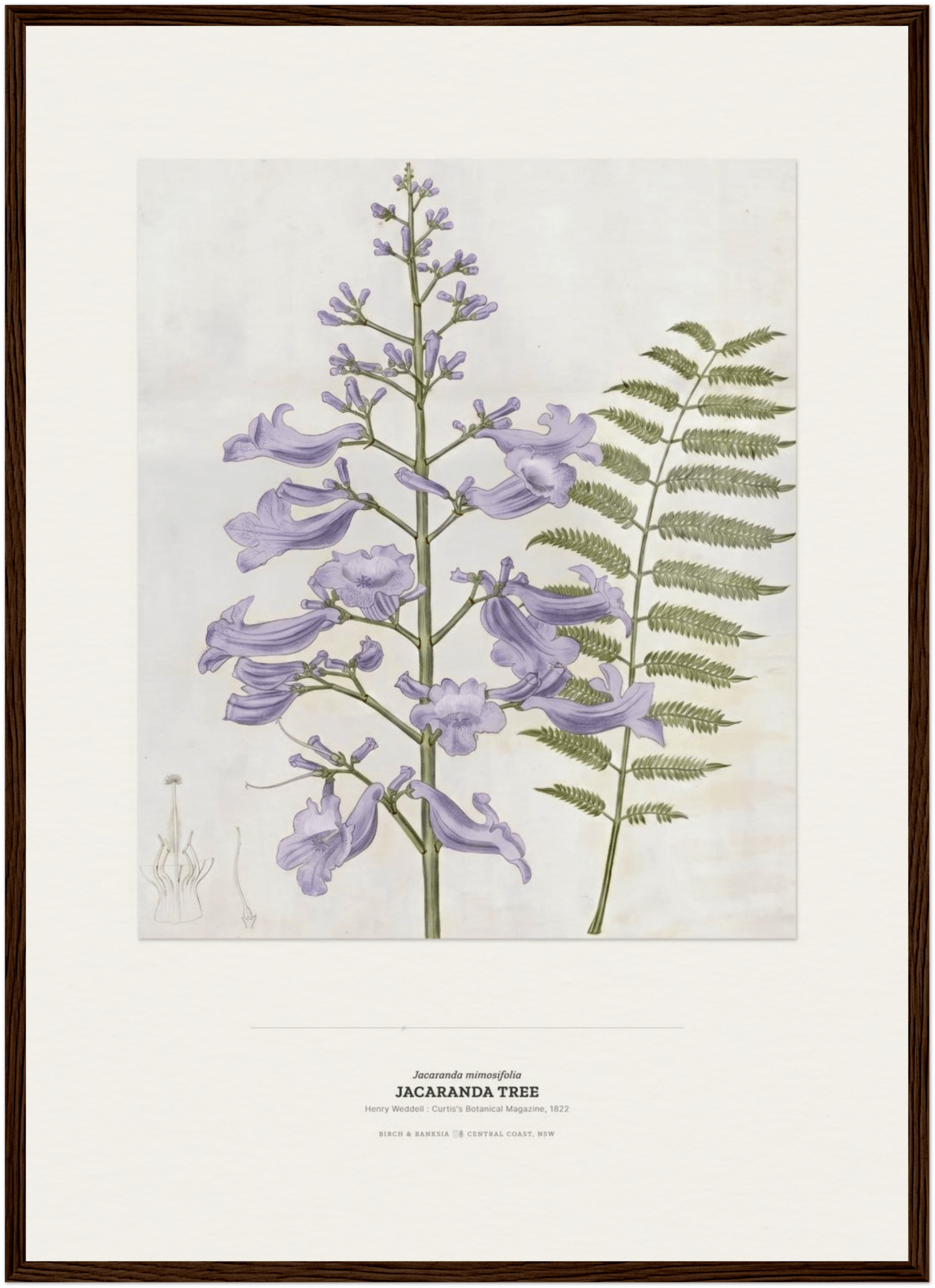 Jacaranda Tree Botanical Art Print - Birch & Banksia