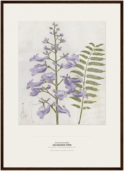 Jacaranda Tree Botanical Art Print - Birch & Banksia