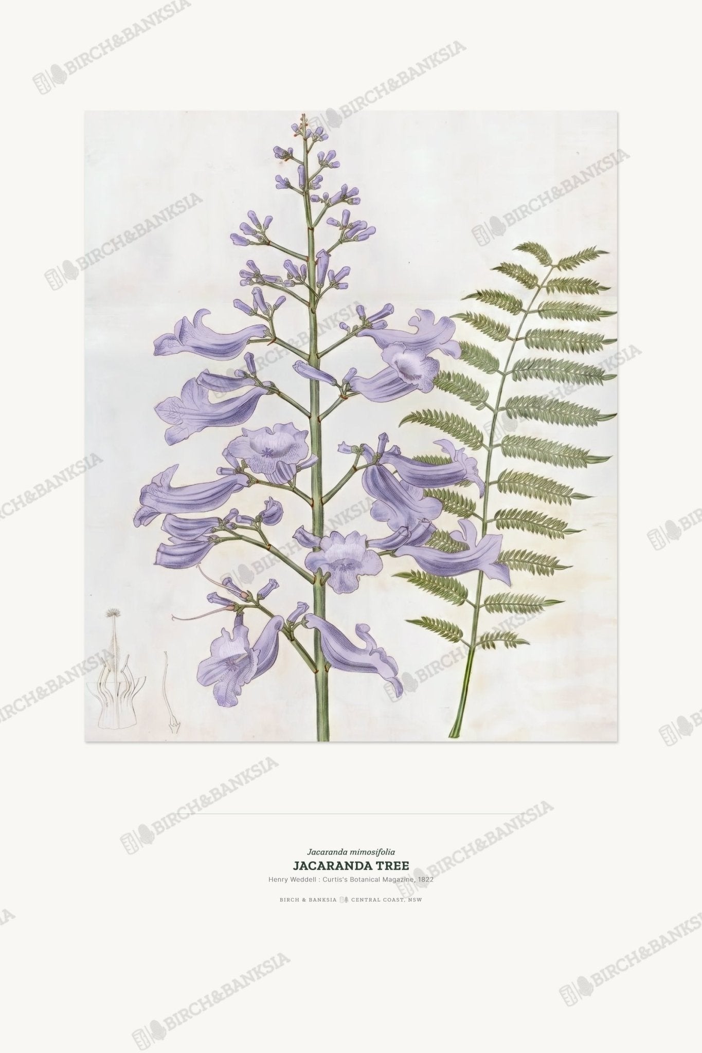 Jacaranda Tree Botanical Art Print - Birch & Banksia