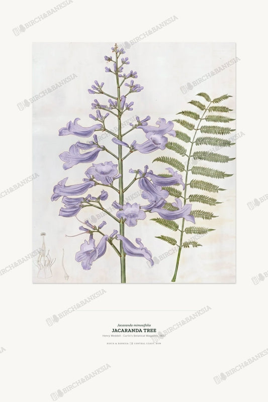 Jacaranda Tree Botanical Art Print - Birch & Banksia