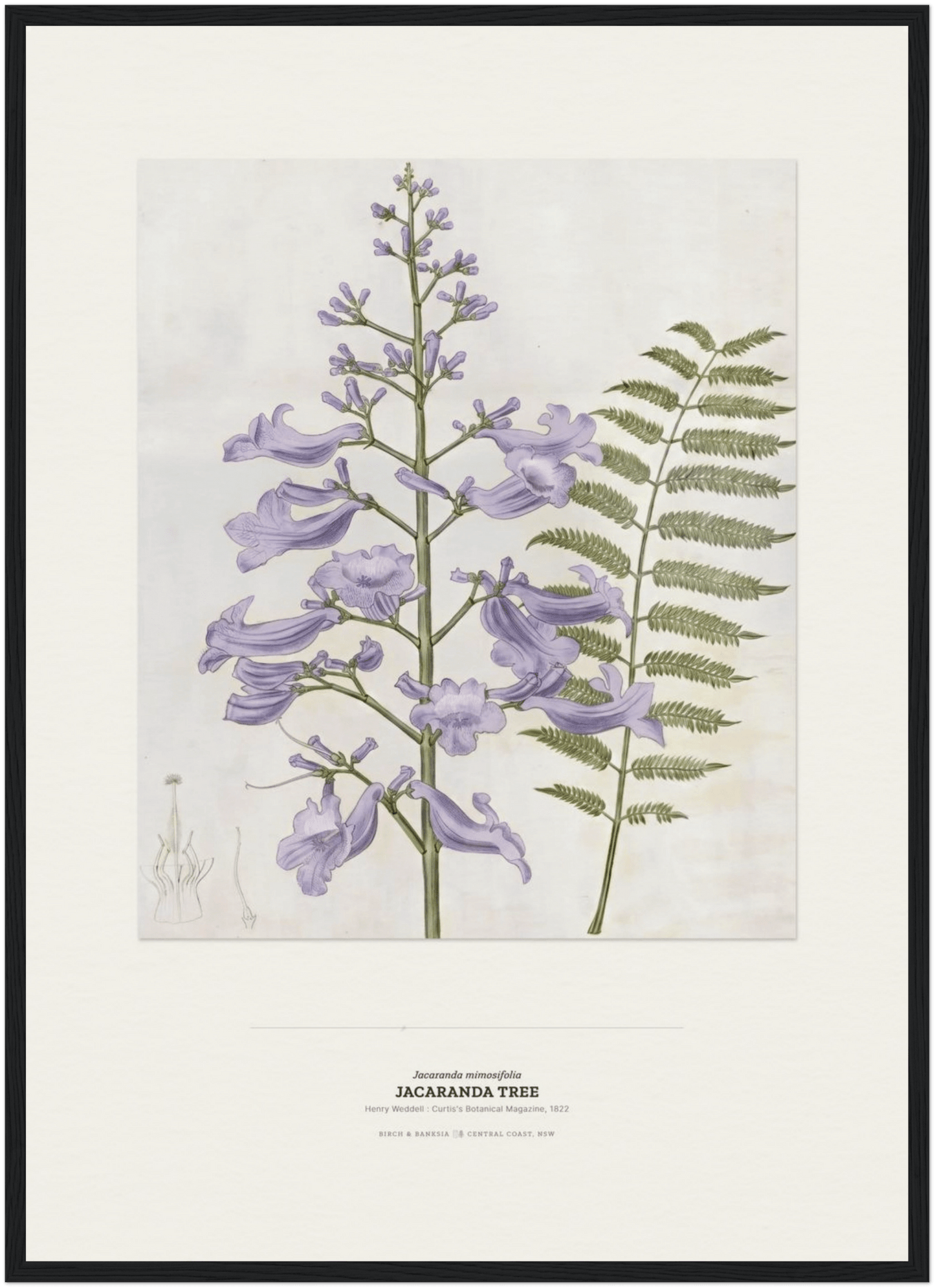 Jacaranda Tree Botanical Art Print - Birch & Banksia