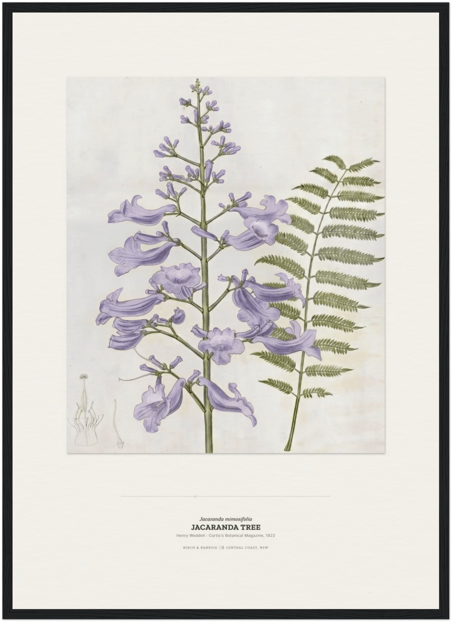 Jacaranda Tree Botanical Art Print - Birch & Banksia