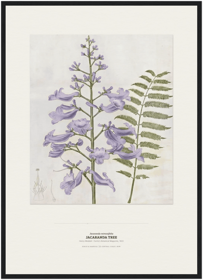 Jacaranda Tree Botanical Art Print - Birch & Banksia