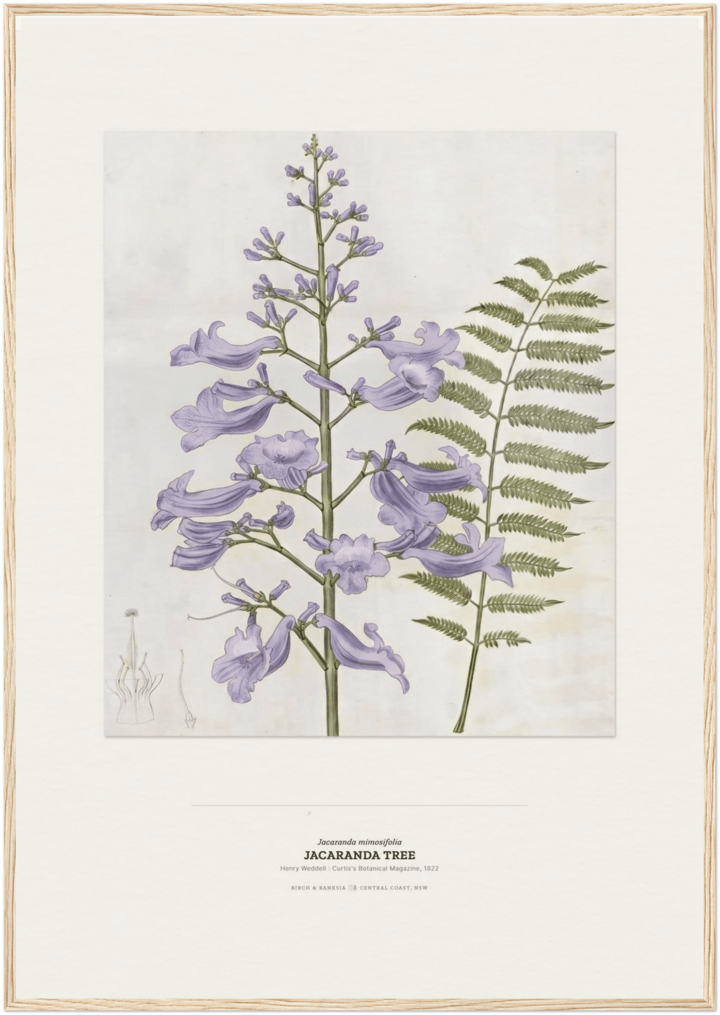 Jacaranda Tree Botanical Art Print - Birch & Banksia