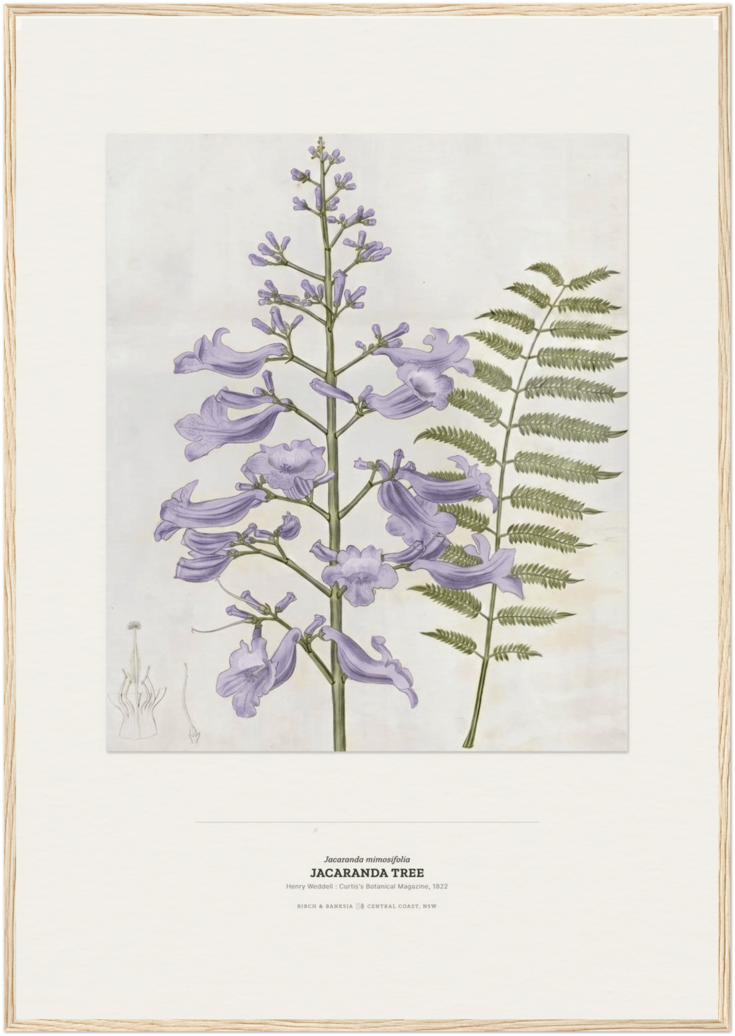 Jacaranda Tree Botanical Art Print - Birch & Banksia