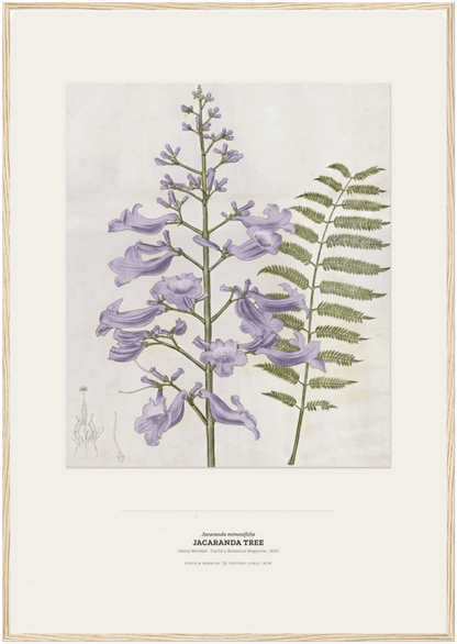 Jacaranda Tree Botanical Art Print - Birch & Banksia