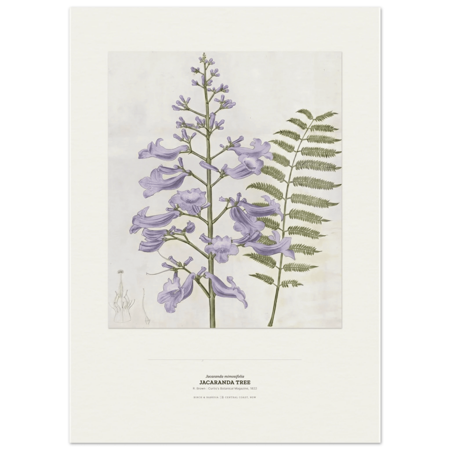 Jacaranda Tree Botanical Art Print - Birch & Banksia