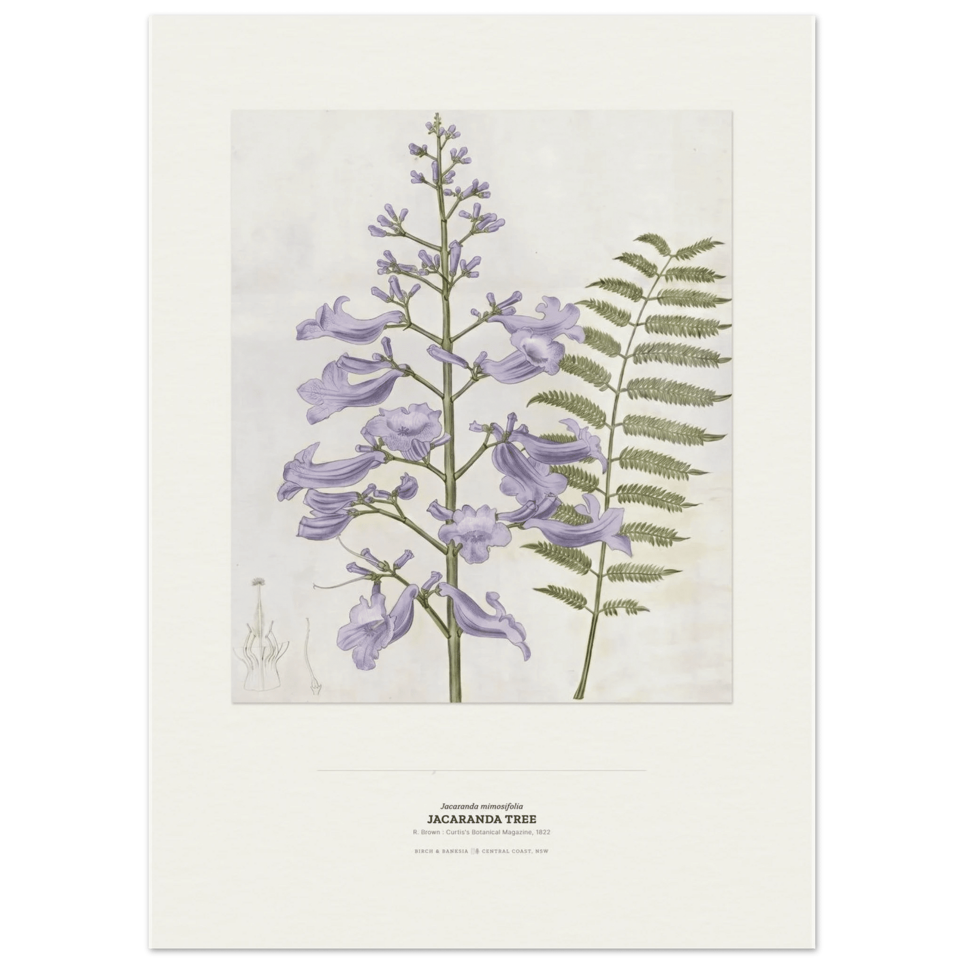 Jacaranda Tree Botanical Art Print - Birch & Banksia