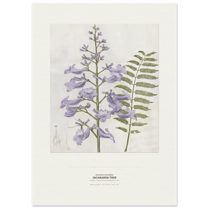 Jacaranda Tree Botanical Art Print - Birch & Banksia