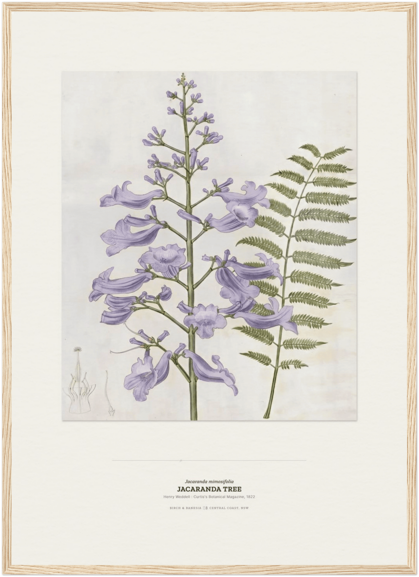Jacaranda Tree Botanical Art Print - Birch & Banksia