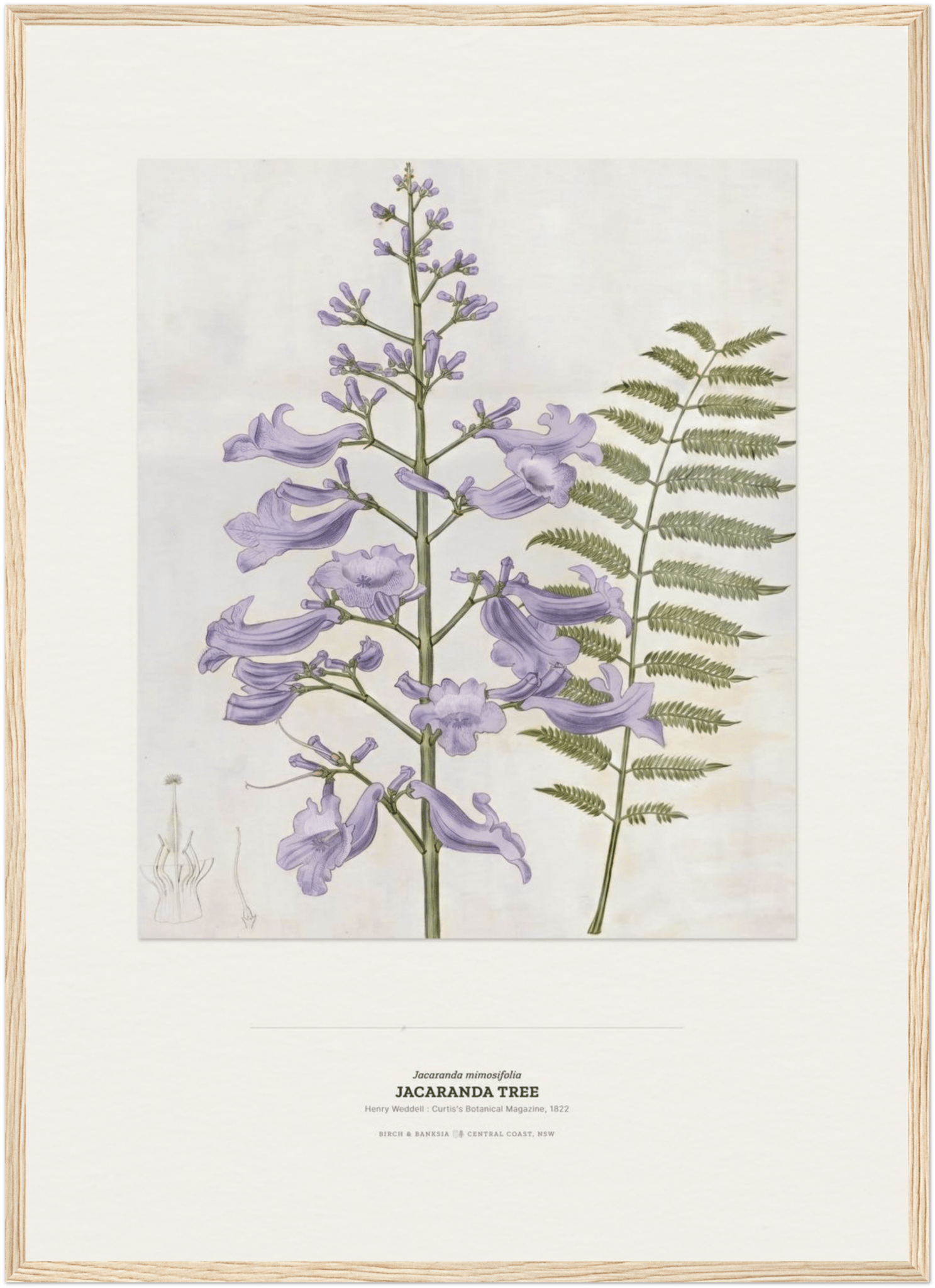 Jacaranda Tree Botanical Art Print - Birch & Banksia