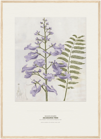 Jacaranda Tree Botanical Art Print - Birch & Banksia