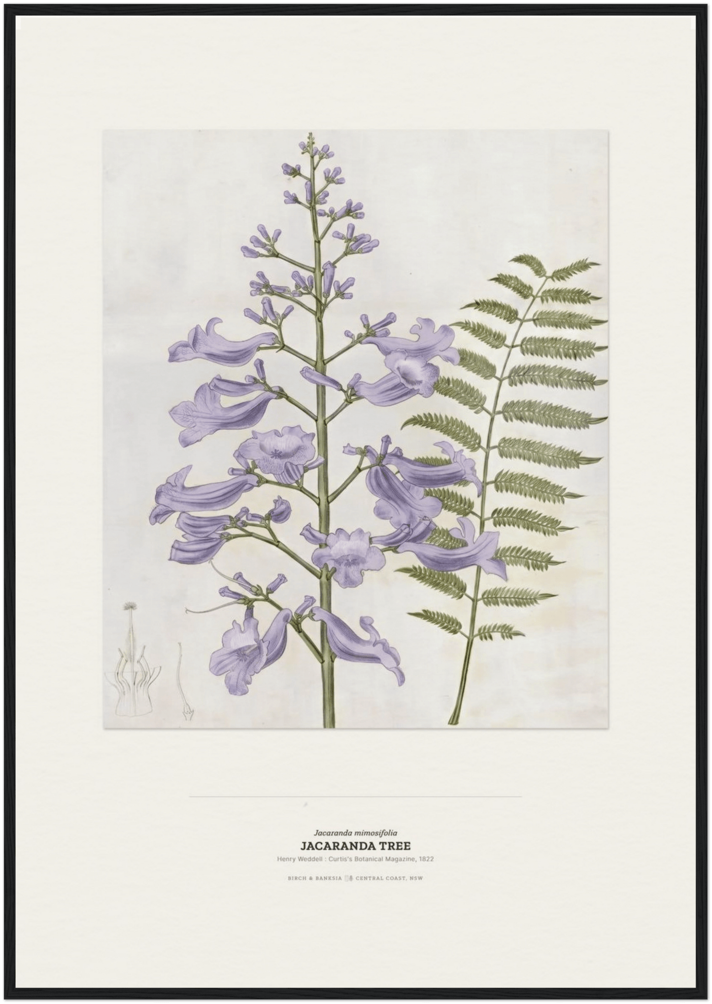 Jacaranda Tree Botanical Art Print - Birch & Banksia
