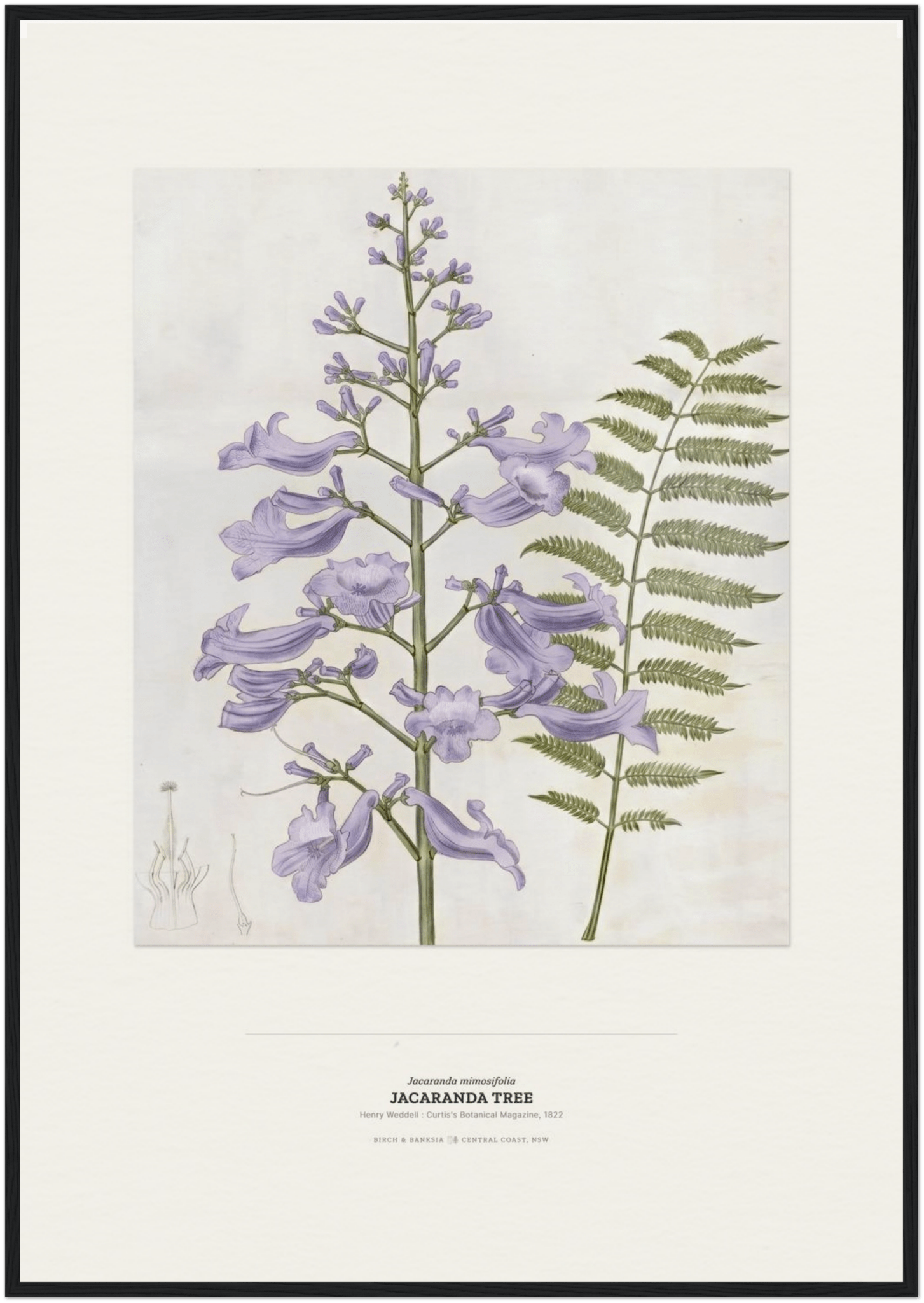 Jacaranda Tree Botanical Art Print - Birch & Banksia