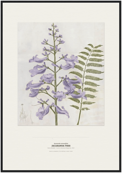 Jacaranda Tree Botanical Art Print - Birch & Banksia