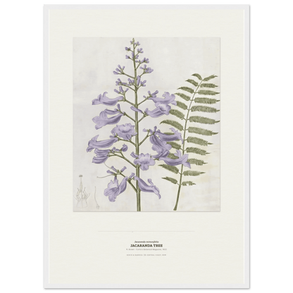 Jacaranda Tree Botanical Art Print - Birch & Banksia