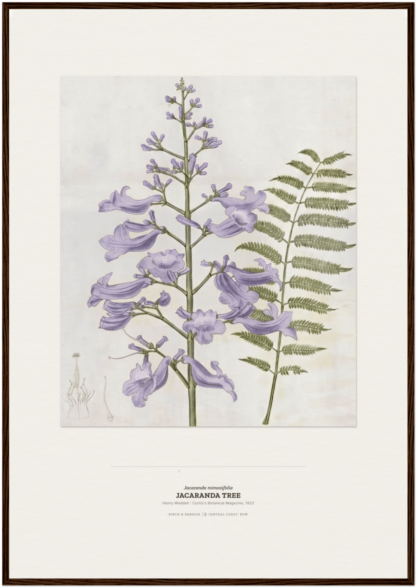 Jacaranda Tree Botanical Art Print - Birch & Banksia