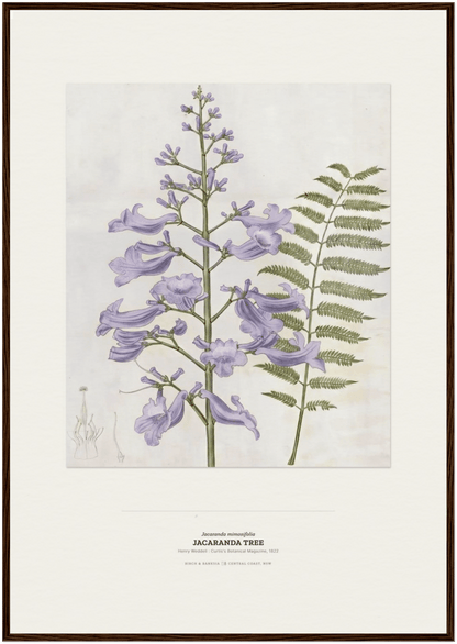 Jacaranda Tree Botanical Art Print - Birch & Banksia