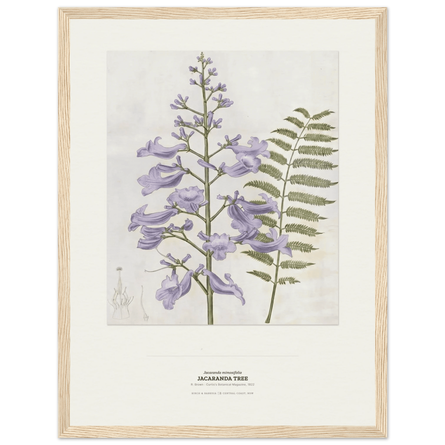 Jacaranda Tree Botanical Art Print - Birch & Banksia