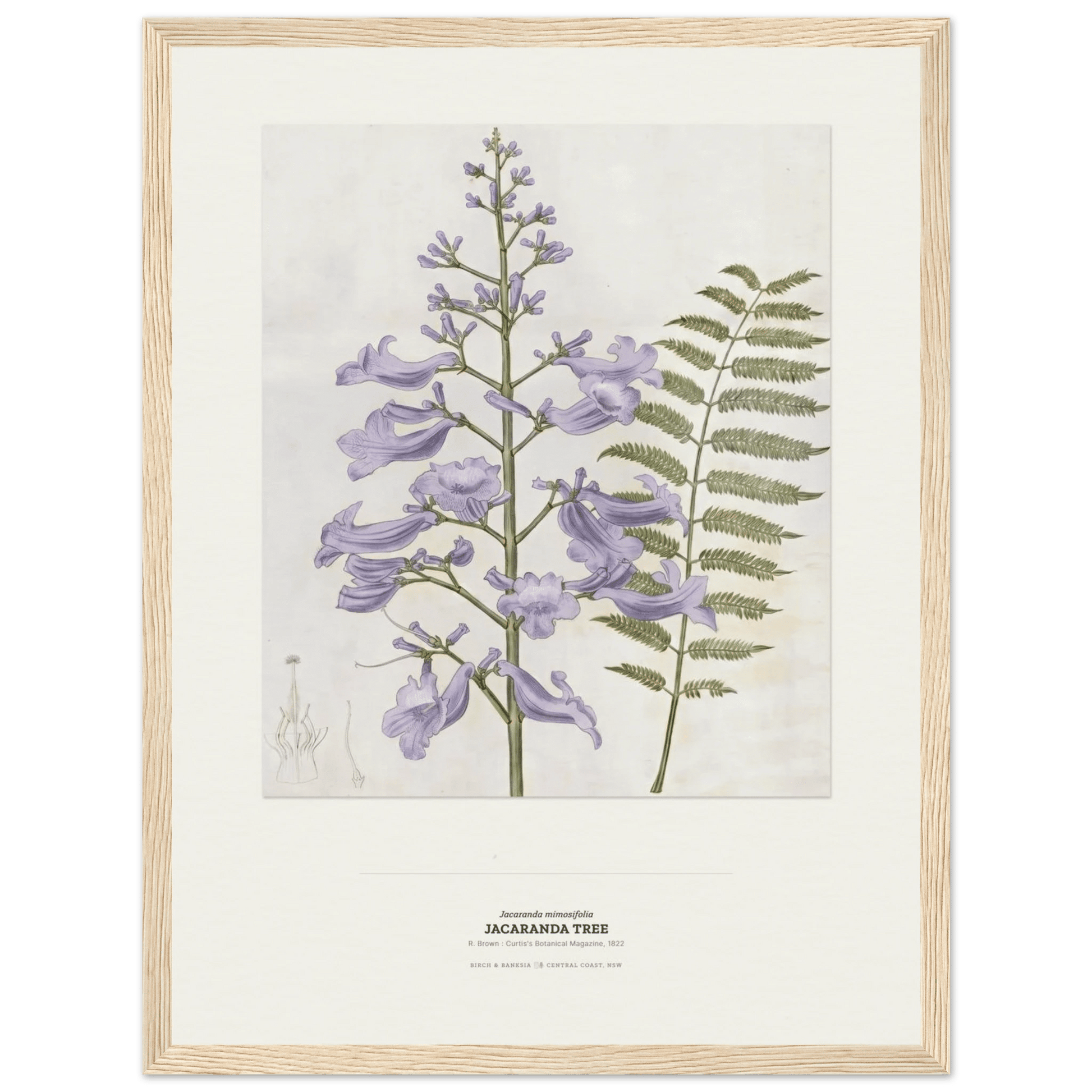 Jacaranda Tree Botanical Art Print - Birch & Banksia